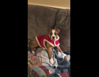 Dog tries to take off coat