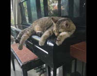 Collab PLC - Cat like to sleep on the piano 