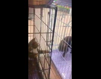 Collab BitchIG2 - Cat sticks paw through cage grabs tail