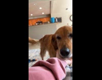 Dog loves to be pet by owner