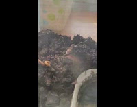 Pet Toad Eats Meal Worm 