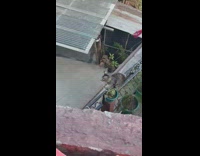 Owner on rooftop cat meows nervously raillings