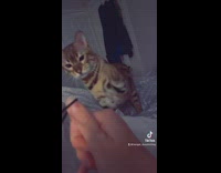 Orange cat in bed looks at owners hand and goes up and hits hand 