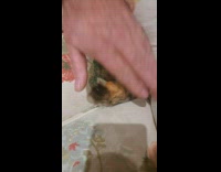 Cat hide in sofa fit paw through hole