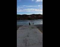 Collab WeirdM - White Dogs Trips on Rope as it Runs