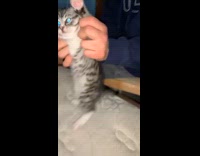 Pet cat kitten held to dance on the bedroom