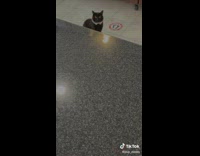 Two grey cats voiceover skit video in convenience store