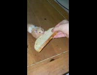 Hamster tries to steal garlic bread 