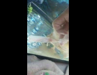 Guy try clean tank axolotls eat paper