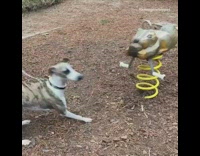 Dog scared of squirrel springy ride park 
