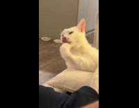 Cat licks to clean nails and bites