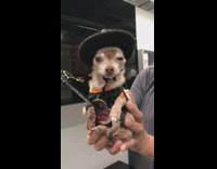 dog wearing halloween costume 