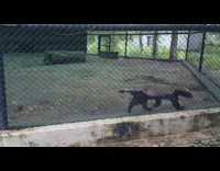 Honey Badger caged walks back and forth by the fence