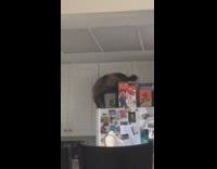 Cat flips over rice cooker falls off fridge