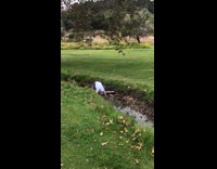 Guy walks across river at gold course, steps on log, and falls into water