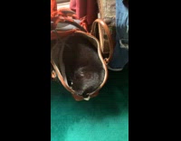 Woman carries cat in bag around house 