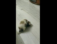 Tiny Dog Barks at Toy its Playing With 