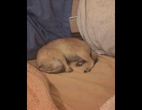 Prairie dog moves during sleep