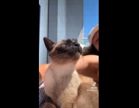 Collab Clips MPUGC - Cat basking in the sun at balcony 