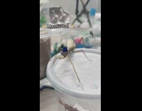 Praying mantis wears mini top hat