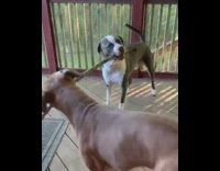 Collab Pets For All - Dog growls keeps stick away girl balcony 