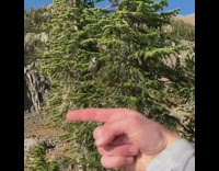 Grey bird sits on finger guy hike 