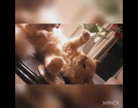 Guy plays with cat laying on back 