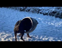 Dog run on snow play with tire