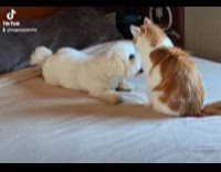 Dog plays with cat at the bed