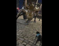 Pug dog barks at charging bull statue 