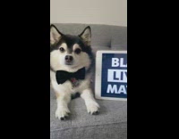 Small dog bowtie black lives matter ipad 