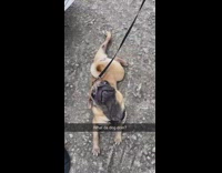 Dog Lays and Scratches Belly on Rough Surface