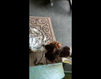 Dog first time to play with tinfoil