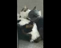 2 cats cuddle and groom each other 