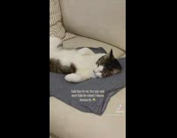 Cat watching tv on blanket on white couch 