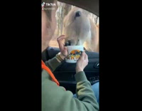 Collab BitchMP - Drive thru safari feeding cows llamas and deer