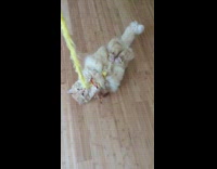 Slow motion video of cat laying on back playing with yellow feather toy