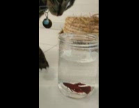Cat watches red fish inside glass jar 