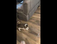 Collab Clips mpugc - Owner throws cat toy on ceiling cat cries