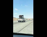 Horse on the back of the white Nissan pickup truck