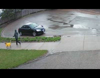 Dog wears yellow raincoat for walk 