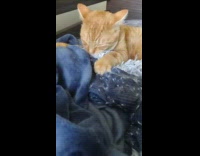 Pet cat scratches and drinks from the blanket