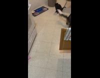 Cat with paper stuck to tail freaks out