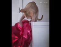 Brown cat plays with red heart balloon