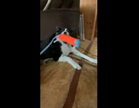 Collab Kale Salad IG - Dog named Cooper face funny filter 