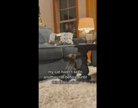 Collab BitchMP - Two cats playing floor and couch