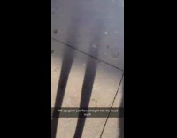 Pigeon on ground looks injured after colliding with pedestrian 