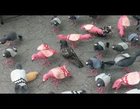 Pigeon stands next to fake birds