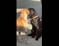 Black dog gives kisses to growling brown dog 
