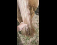 Palomino colored horse ridden with a shiny horse tail